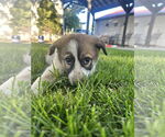 Small #1 Australian Shepherd Mix
