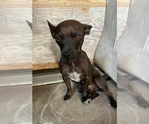 Medium Photo #1 Chihuahua-Unknown Mix Puppy For Sale in Minneapolis, MN, USA