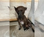 Small Chihuahua Mix