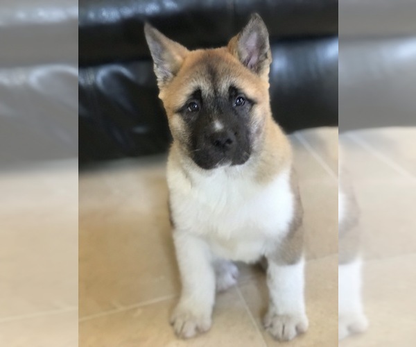 Medium Photo #2 Akita Puppy For Sale in CYPRESS, TX, USA