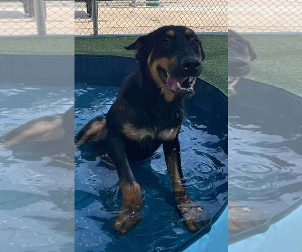 Medium Photo #2 Rottweiler Puppy For Sale in Hillsboro, NH, USA