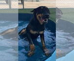 Small #1 Rottweiler