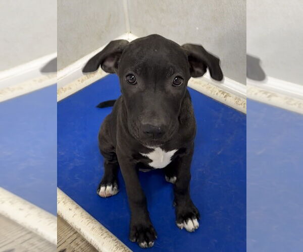 Medium Photo #3 American Pit Bull Terrier-Unknown Mix Puppy For Sale in Bolivar, MO, USA