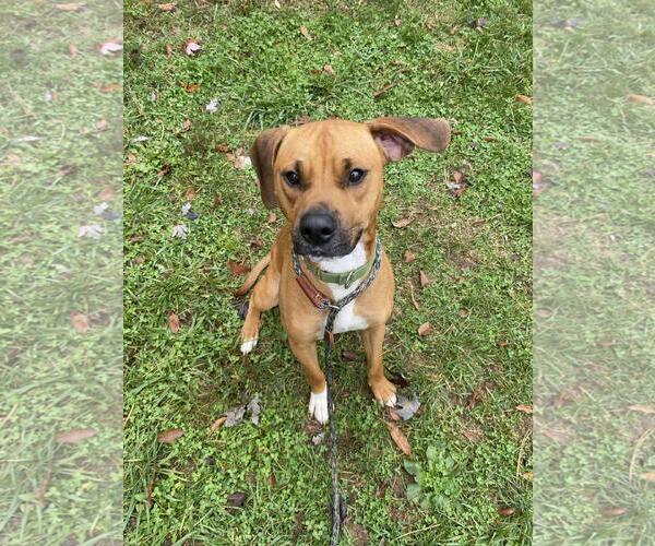 Medium Photo #2 Mutt Puppy For Sale in Front Royal, VA, USA