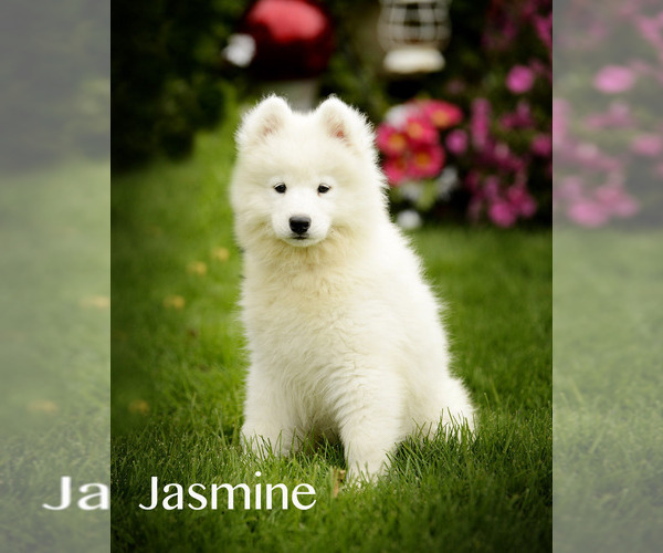 Medium Photo #1 Samoyed Puppy For Sale in BONDUEL, WI, USA