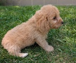 Small Photo #30 Cavapoo Puppy For Sale in GOSHEN, IN, USA