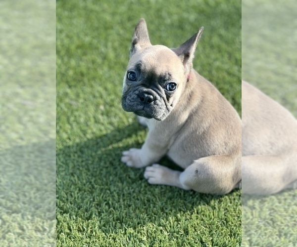 Medium Photo #9 French Bulldog Puppy For Sale in NASHVILLE, TN, USA