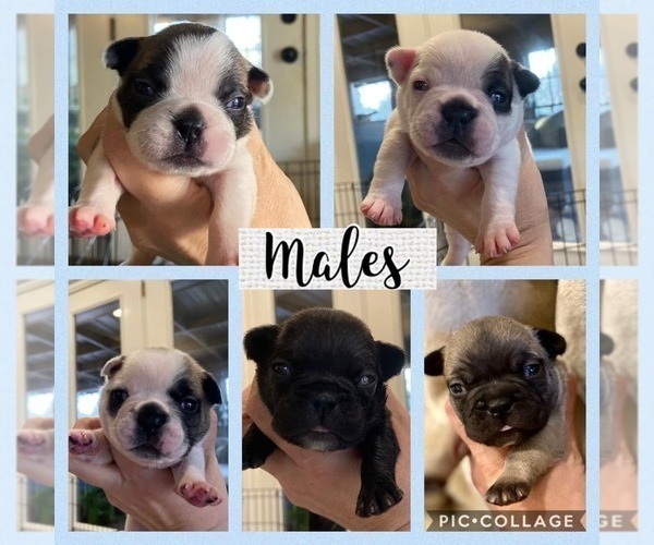 Medium Photo #2 French Bulldog Puppy For Sale in GAINESVILLE, GA, USA