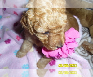 Poodle (Toy) Puppy for sale in DULUTH, GA, USA