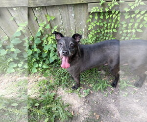 Labrador Retriever-Unknown Mix Dogs for adoption in Jackson, MS, USA
