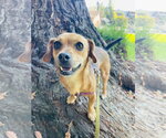 Small Chiweenie