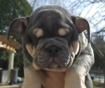 Small Photo #4 English Bulldog Puppy For Sale in SAINT CHARLES, IL, USA