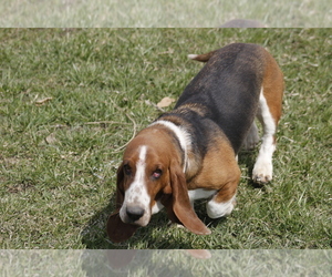 Mother of the Basset Hound puppies born on 05/15/2025
