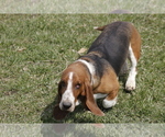 Small Photo #1 Basset Hound Puppy For Sale in MEMPHIS, MO, USA
