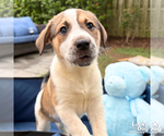 Small #7 Retriever  Mix