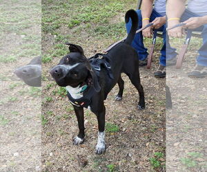 Jacks - Male Mutt Dog for Adoption - Photo #2