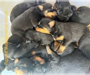 Rottweiler Puppy for sale in PINEHURST, NC, USA