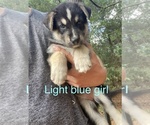 Puppy 1 German Shepherd Dog-Siberian Husky Mix
