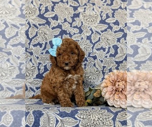 Goldendoodle (Miniature) Puppy for sale in COCHRANVILLE, PA, USA