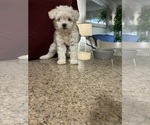 Small #9 Maltipoo (Miniature)