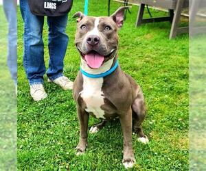 American Pit Bull Terrier Dogs for adoption in Long Beach, CA, USA