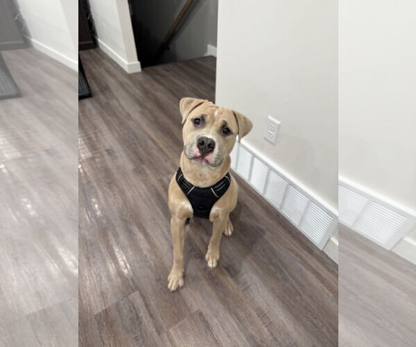 Medium Photo #1 American Pit Bull Terrier-Unknown Mix Puppy For Sale in MIDWAY, UT, USA