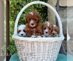 Small #1 Cavapoo