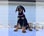 Small Photo #2 Doberman Pinscher Puppy For Sale in NEWTON, NC, USA
