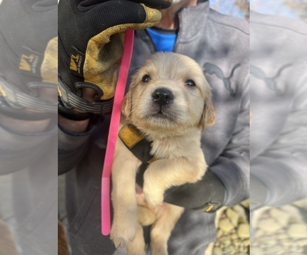 Medium Photo #1 Golden Retriever Puppy For Sale in TUALATIN, OR, USA