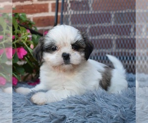 Mal-Shi Puppy for sale in LOUISVILLE, KY, USA