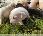 Small Photo #9 Labrador Retriever Puppy For Sale in JACKSON, MN, USA