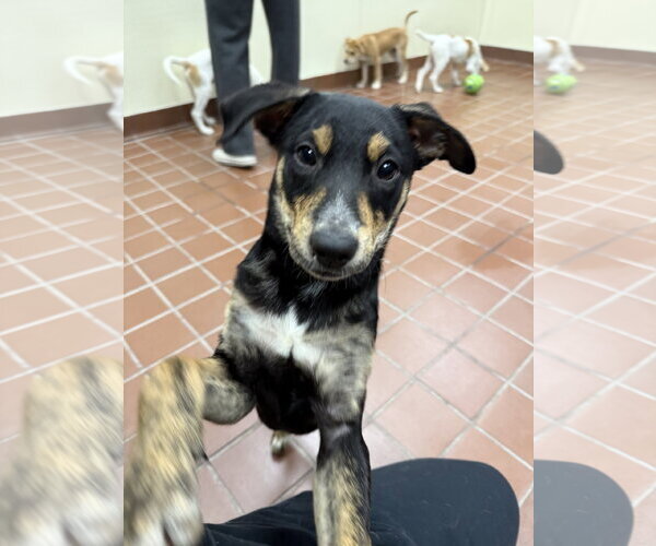Medium Photo #4 Mutt Puppy For Sale in Jefferson, NJ, USA