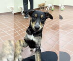 Small #3 Mutt