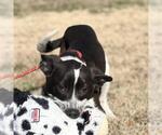 Small #2 Labrador Retriever Mix
