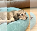 Small #7 Dachshund