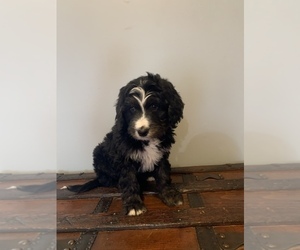 Bernedoodle Puppy for sale in KNOB NOSTER, MO, USA