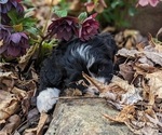 Puppy 1 Miniature Bernedoodle