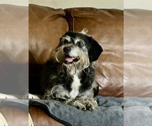 Boston - Male Mutt Dog for Adoption - Photo #2