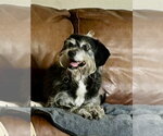 Small #1 Mutt