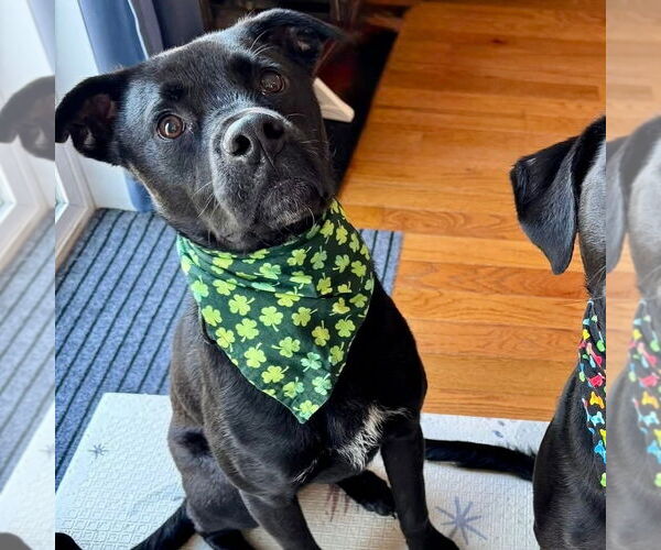 Medium Photo #2 Labrador Retriever-Unknown Mix Puppy For Sale in Canton, CT, USA