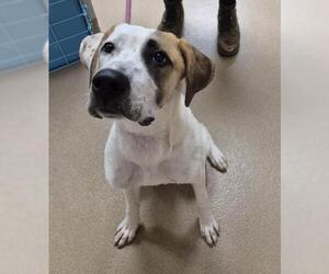 Great Dane-Unknown Mix Dogs for adoption in Decatur, IL, USA