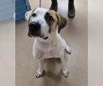 CORN MOON - Male Great Dane-Unknown Mix Dog for Adoption - Small photo
