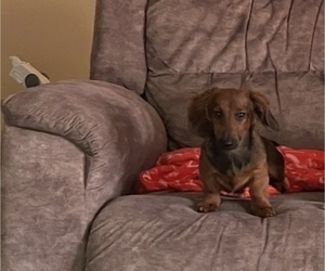 Father of the Dachshund puppies born on 07/29/2026