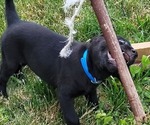 Small Photo #3 Labrador Retriever Puppy For Sale in ARTHUR, IL, USA
