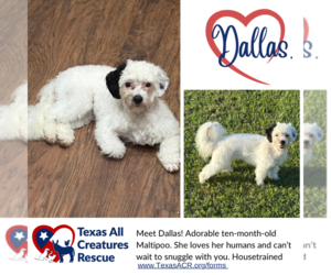 Maltipoo Dogs for adoption in Lillian, TX, USA