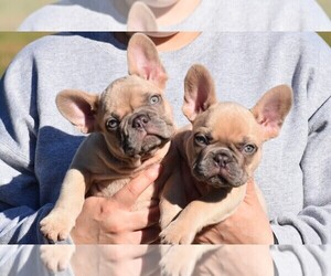 French Bulldog Puppy for sale in BERWYN, IL, USA