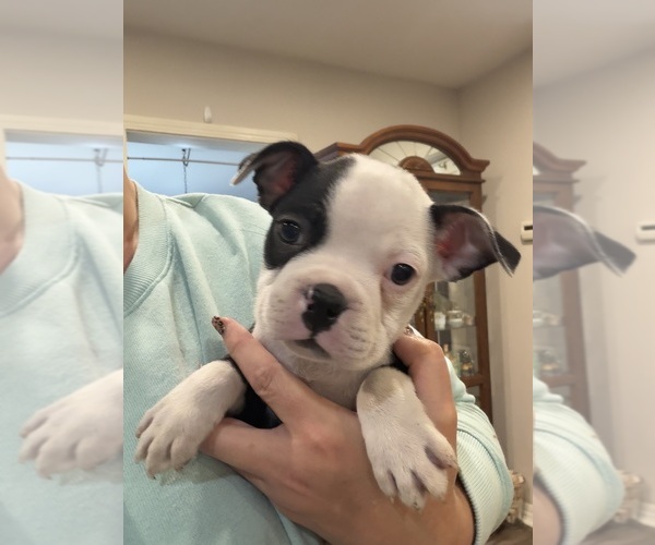Medium Photo #3 Boston Terrier Puppy For Sale in FREDONIA, KS, USA