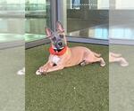 APOLLO - Male Mutt Dog for Adoption - Small photo