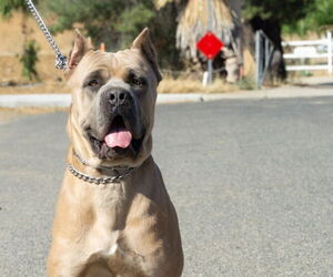 Father of the Cane Corso puppies born on 06/15/2026