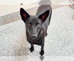 Small #1 Labrador Retriever Mix